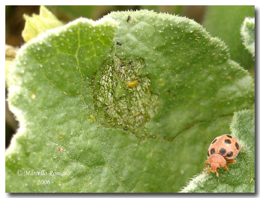 La coccinella del cocomero asinino: Henosepilachna elaterii